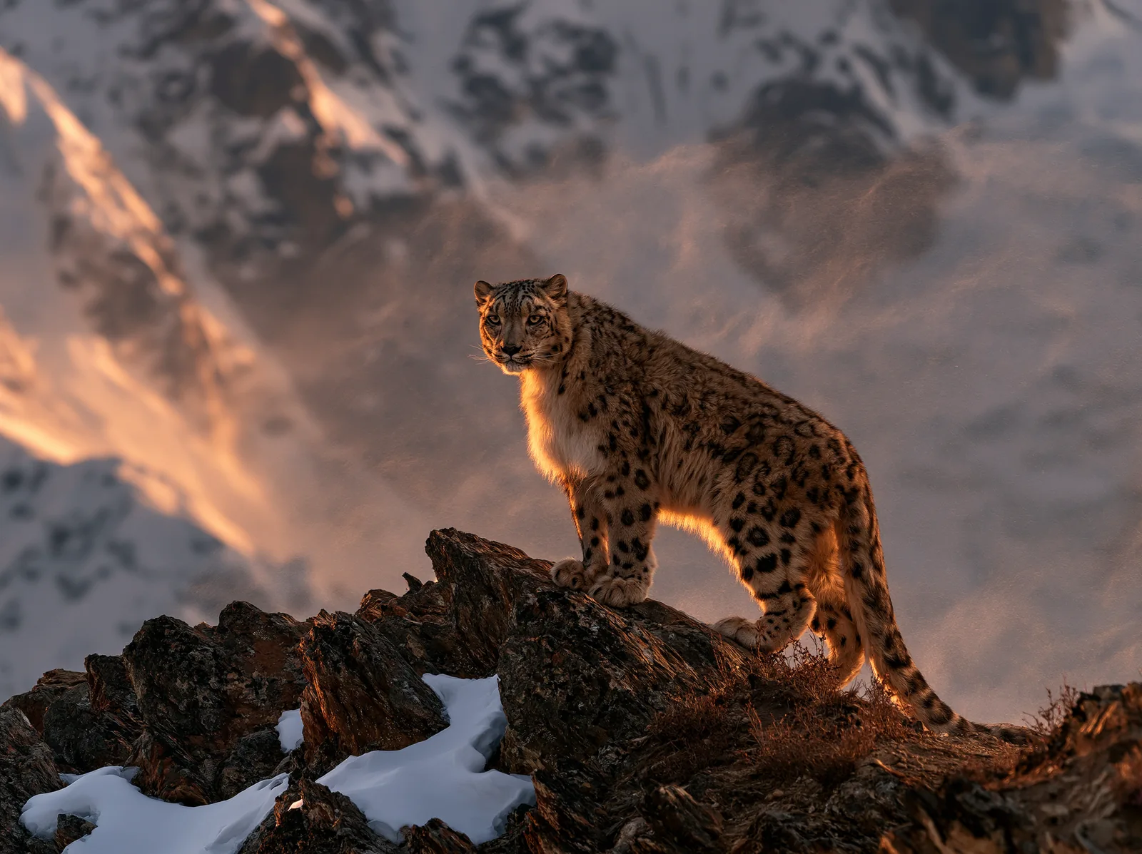 A snow leopard on a ridge at sunset